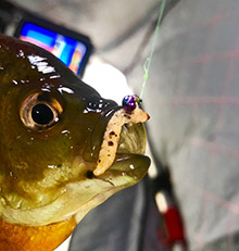 Bluegill with tungsten jig