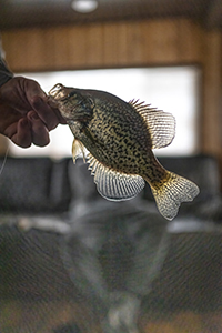 Ice Fishing Crappies