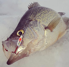 Ice Fishing For Crappies