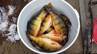 Ice Fishing Perch